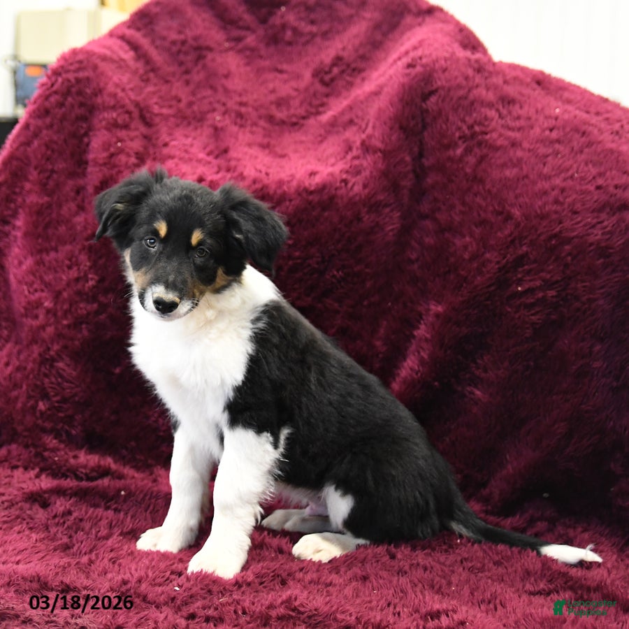 Border Collie dogs Taki - Ad 1