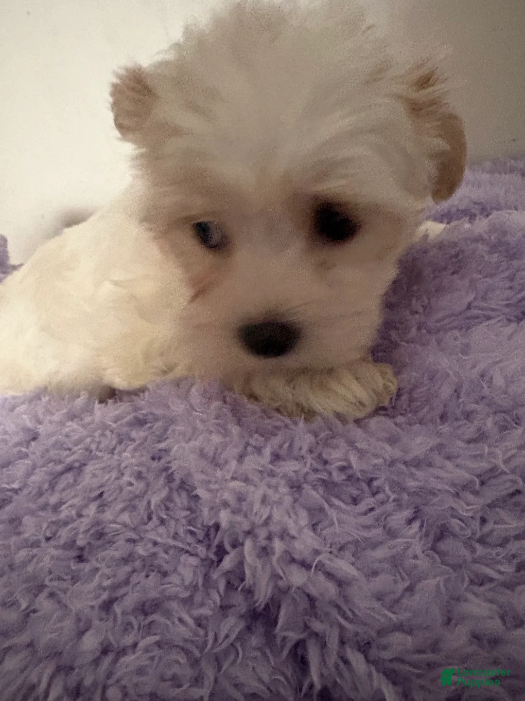 Morkie dogs for sale: Morkie Puppy 1bubbles - Ad 1