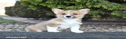 Welsh Corgi Pembroke dogs for sale: Lily - Ad 4