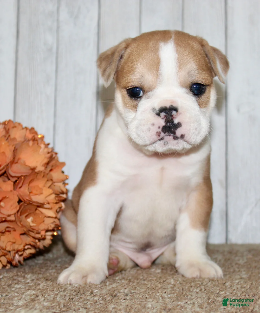 Mixed Breed dogs for sale: Arlo Male English Bulldog - Ad 2