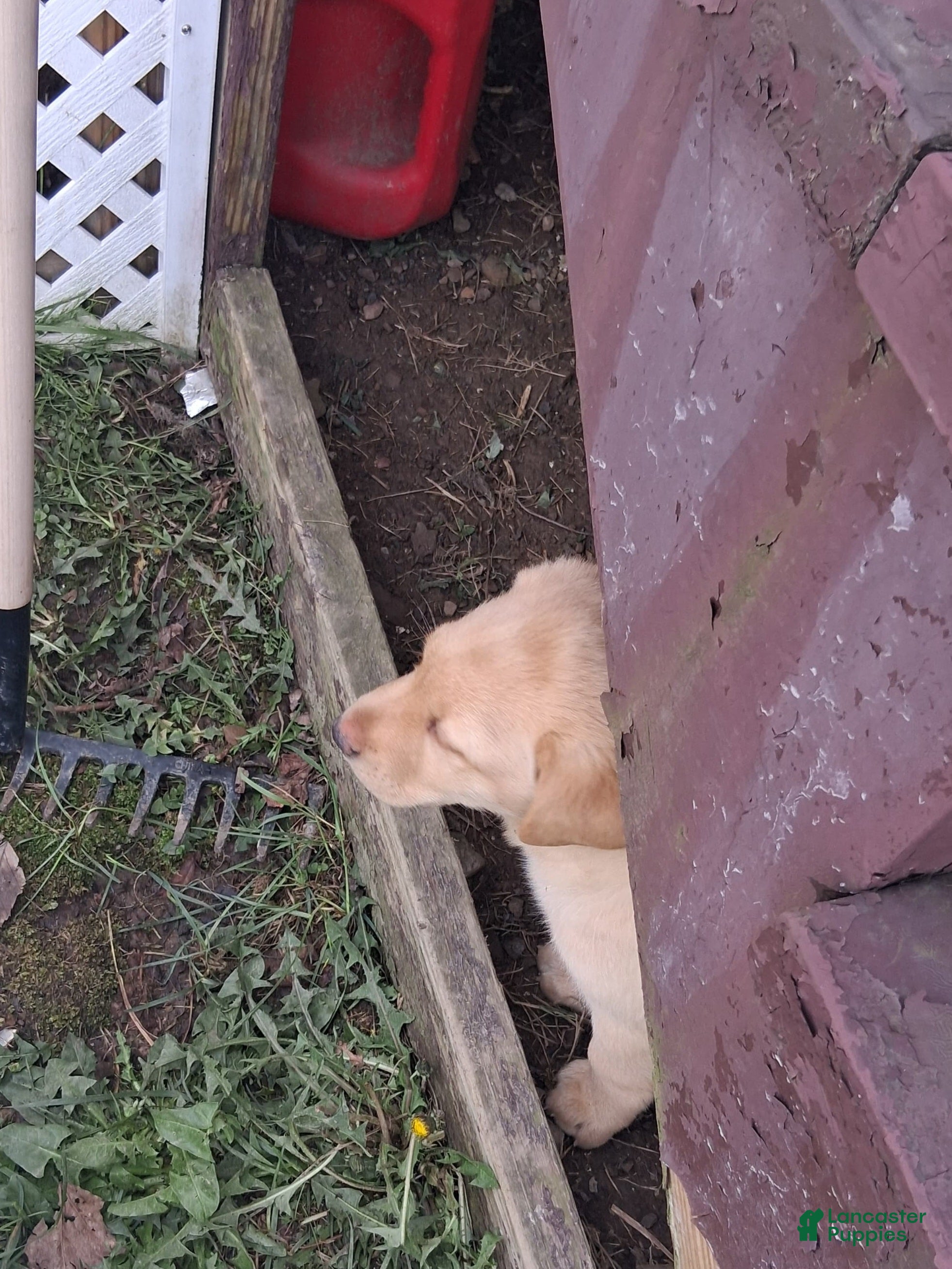 Labrador Retriever dogs Labrador Retriever Puppy 1 - Ad 2