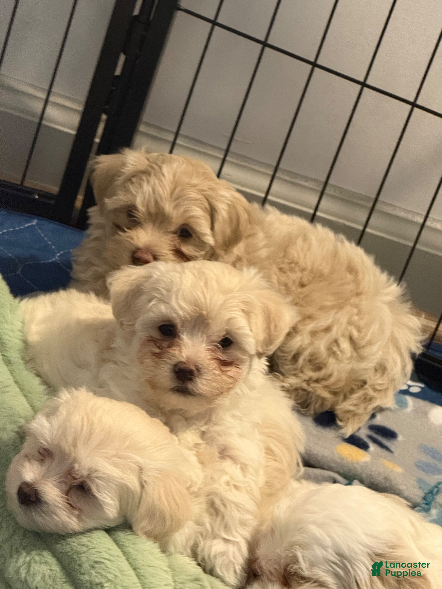 Maltipoo dogs Maltipoo Puppy 1 - Ad 3