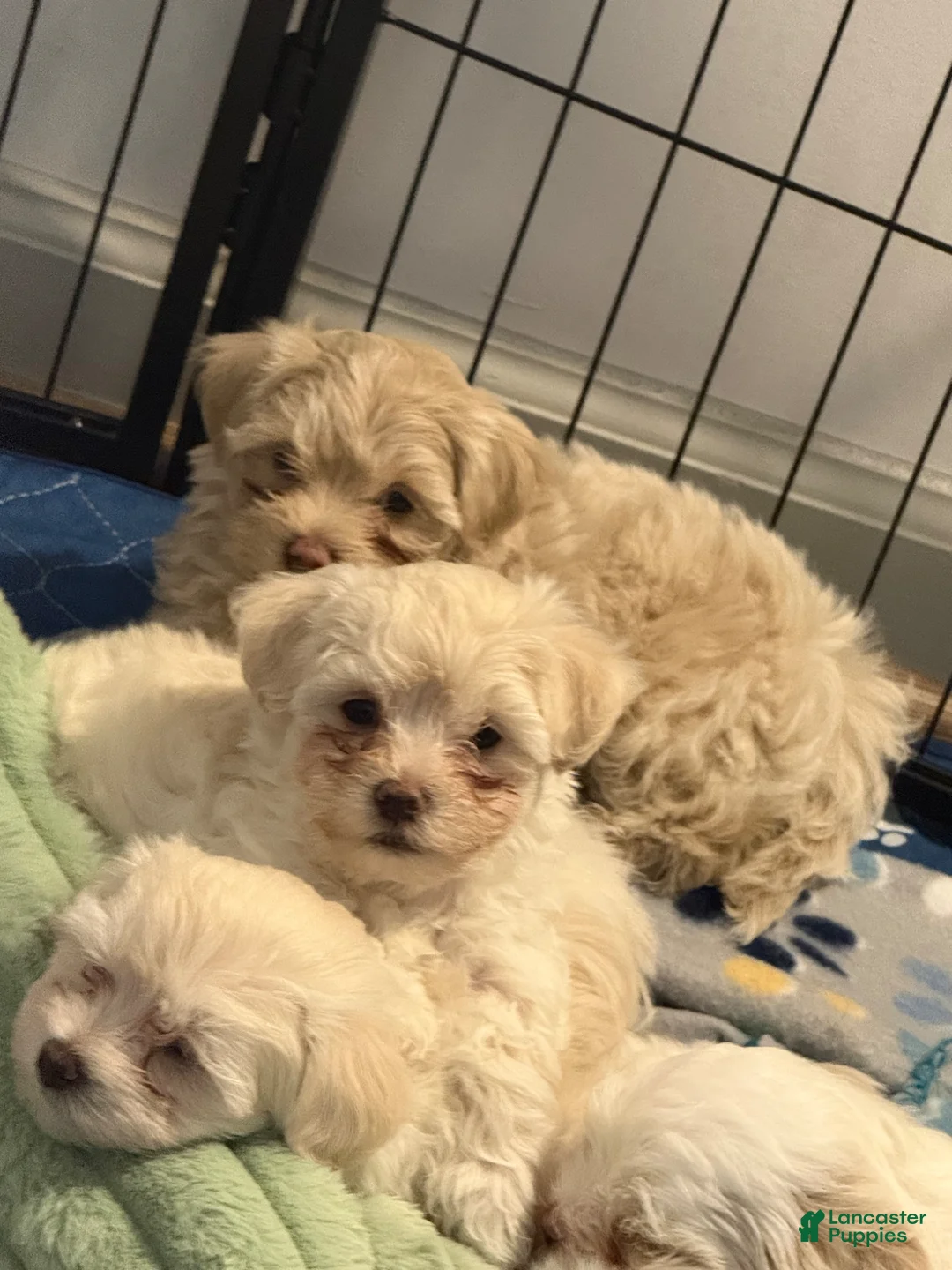 Maltipoo dogs for sale: Maltipoo Puppy 1 - Ad 1