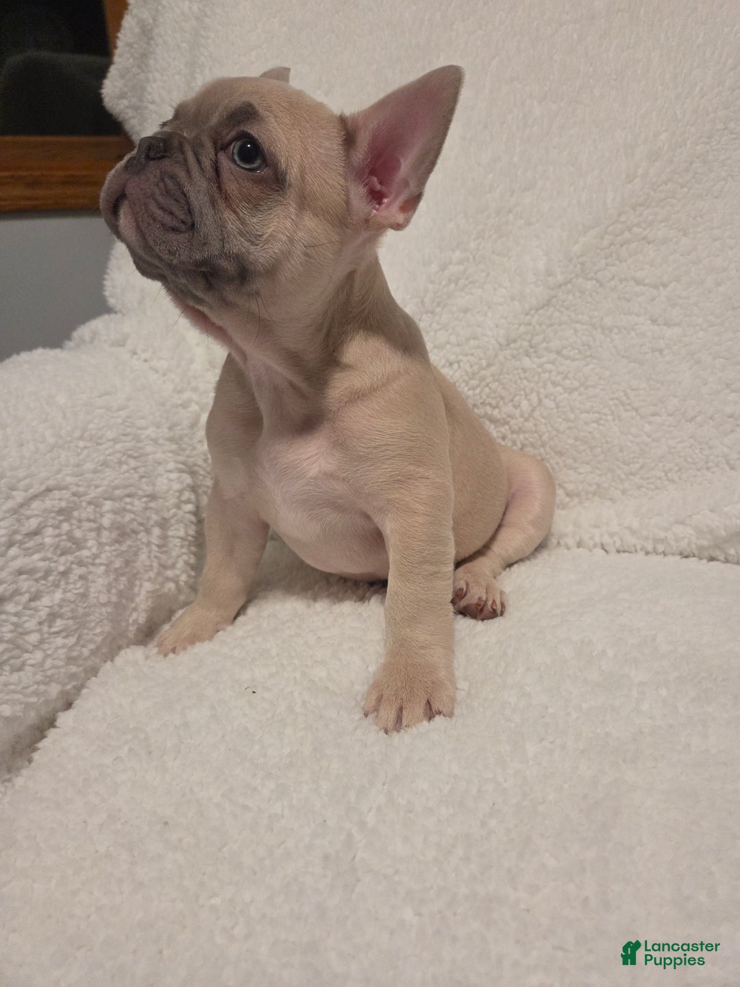 French Bulldog dogs for sale: French Bulldog Puppy 1 - Ad 4