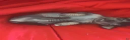Chinese Crested dogs for sale: Biggs - Ad 5