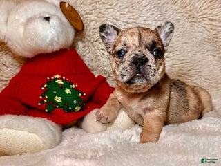 French Bulldog dogs Giselle - Ad 20
