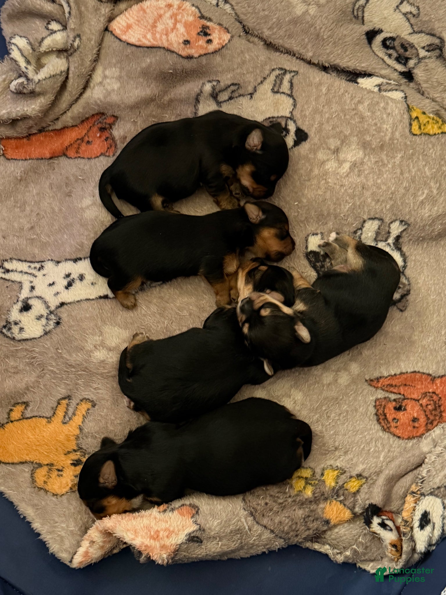 Yorkshire Terrier dogs Yorkshire Terrier Puppy 3 - Ad 20