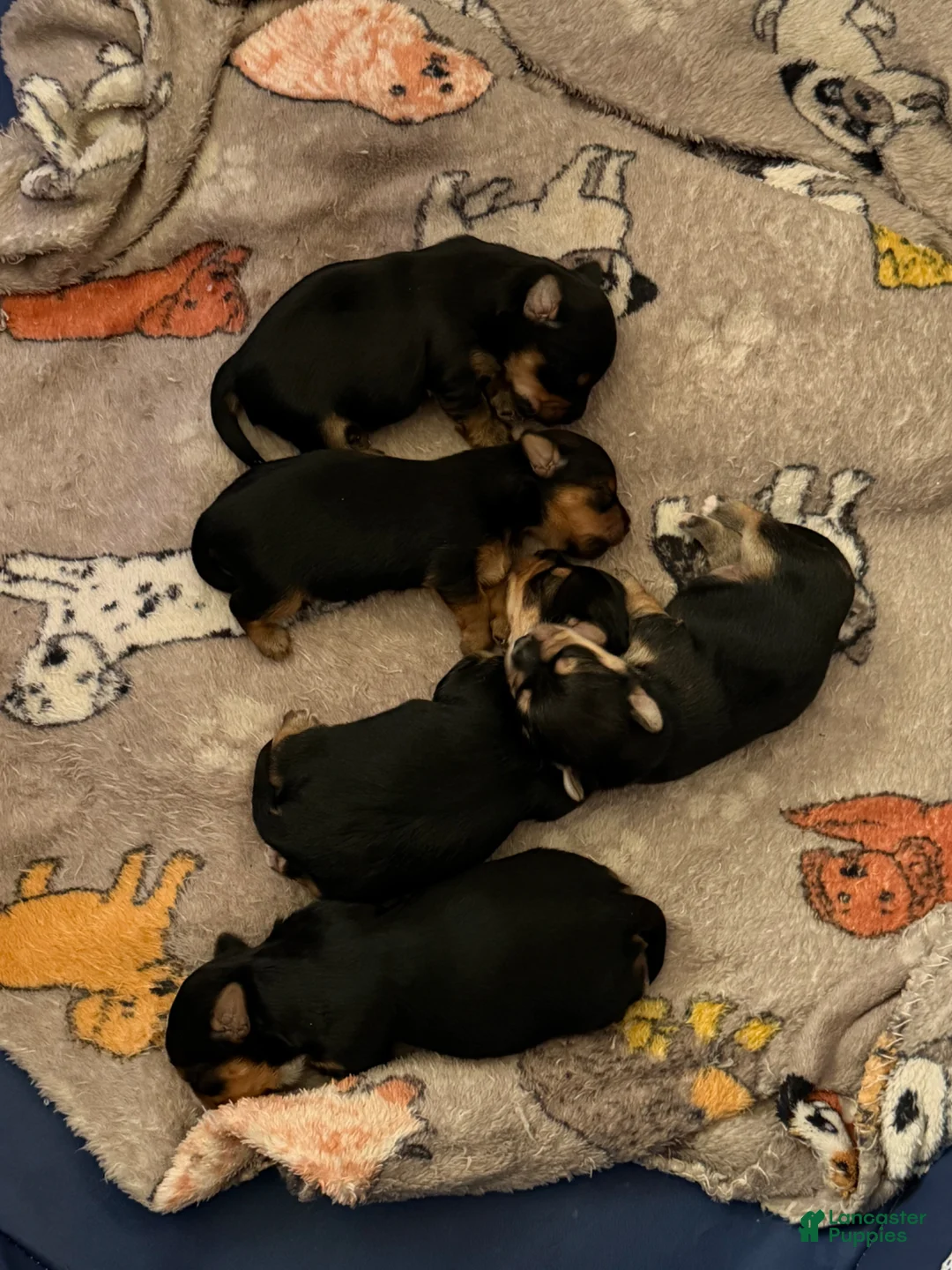Yorkshire Terrier dogs for sale: Yorkshire Terrier Puppy 3 - Ad 1