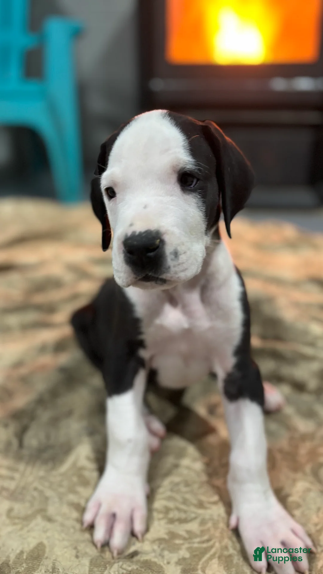 Great Dane dogs for sale: Jabba - Ad 1