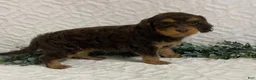 Cavapoo dogs for sale: Logan - Ad 3