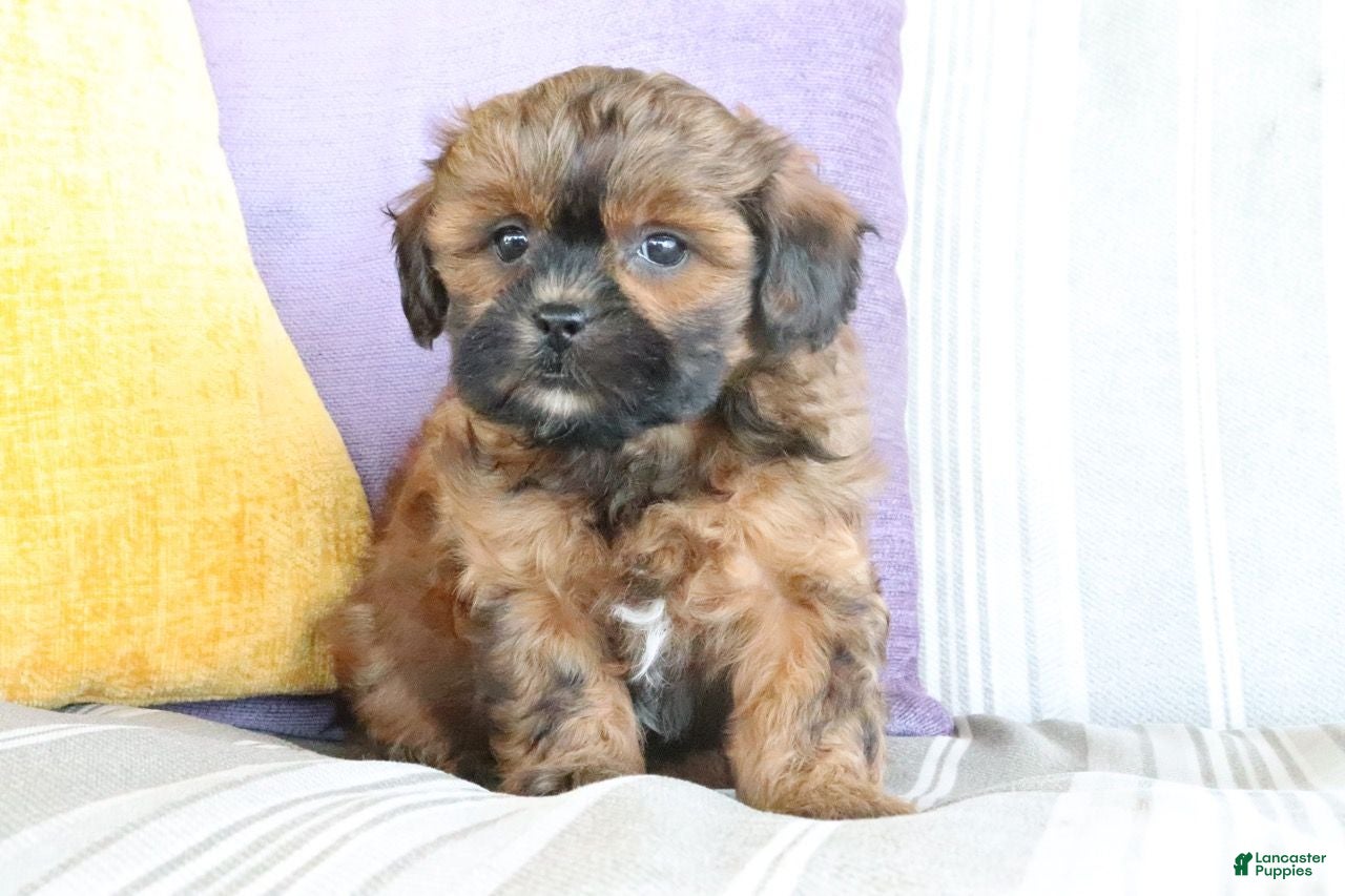 Shihpoo dogs Sally - Ad 2