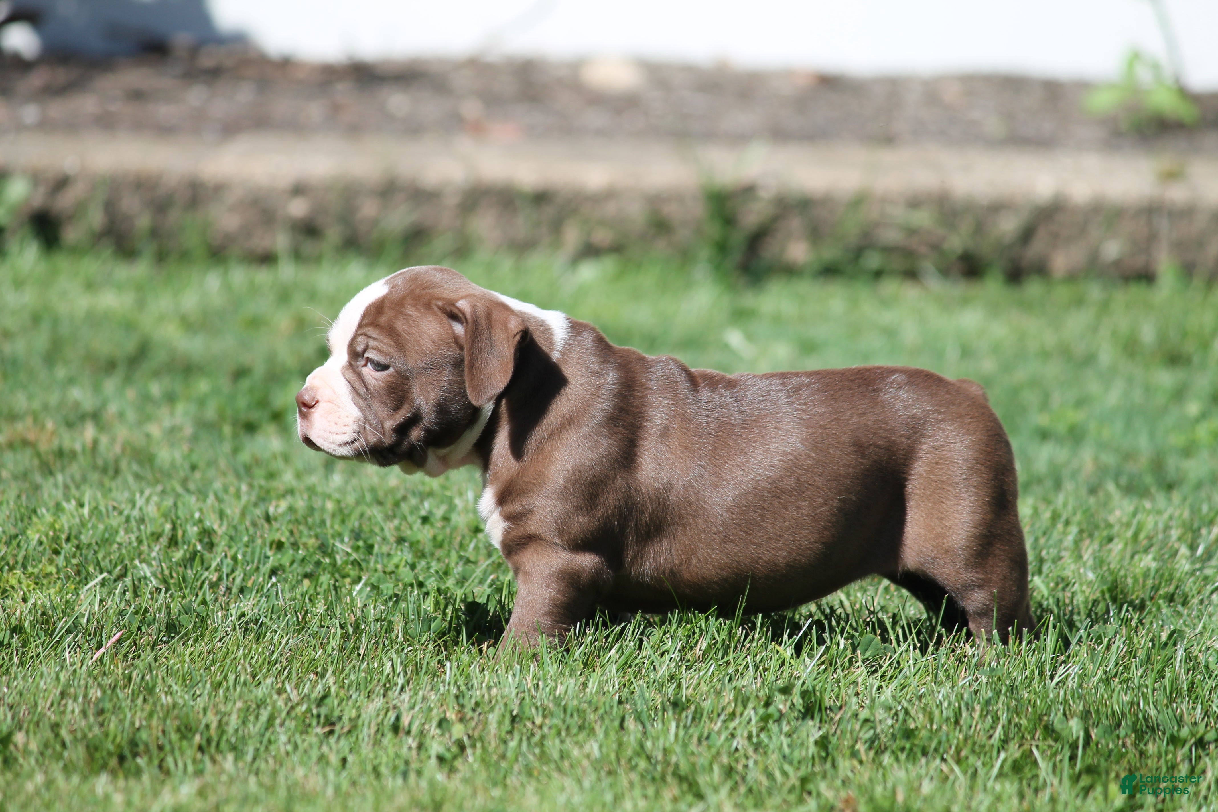Olde English Bulldogge dogs Bluegates ETHYL - Ad 1