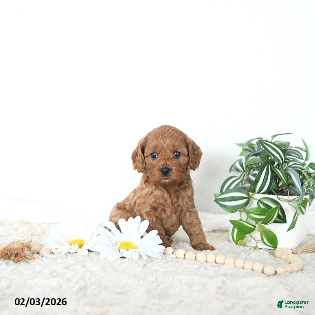 Cavapoo dogs for sale: Riley EXTRA SMALL - Ad 3