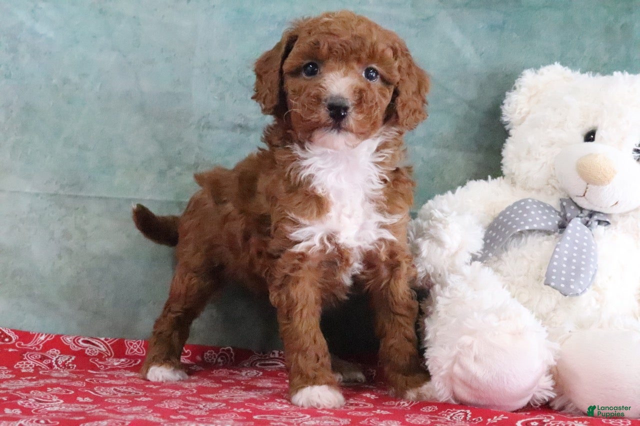 Mini Goldendoodle dogs Sally - Ad 1