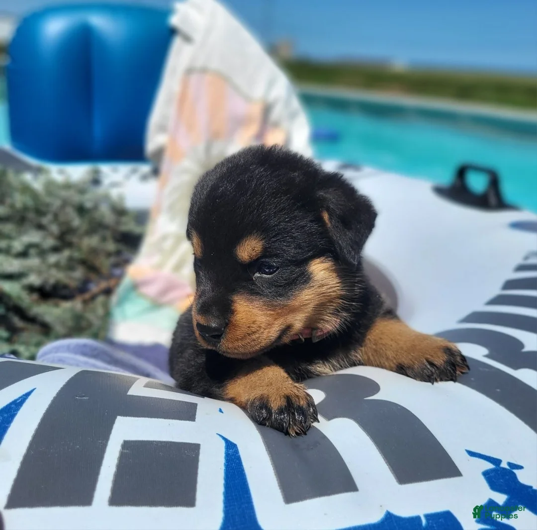 Rottweiler dogs for sale: Elmo - Ad 2
