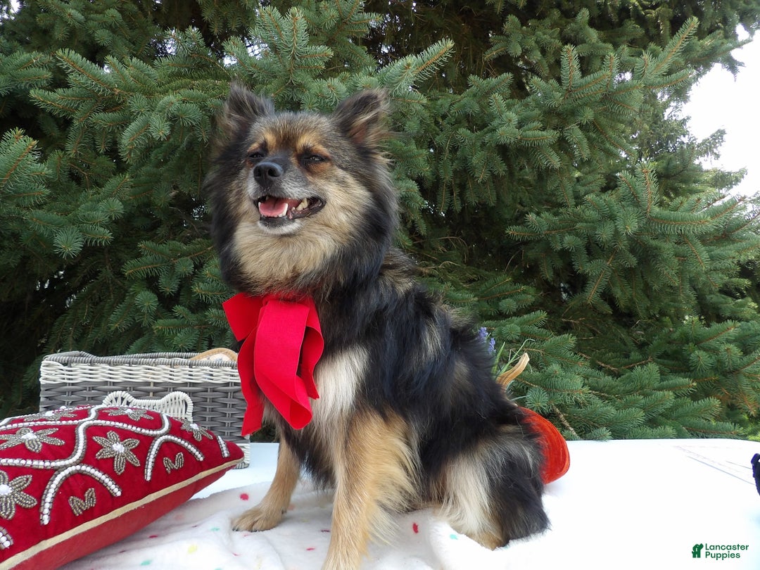 Gallery Image {{count}}