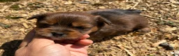 Shorkie dogs for sale: Alf - Ad 2