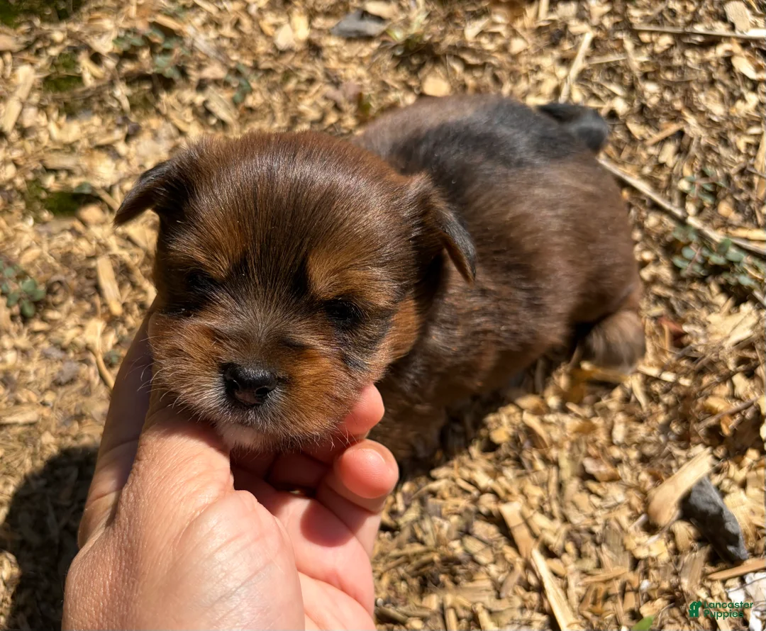 Shorkie dogs for sale: Alf - Ad 2