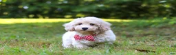 Bichpoo dogs for sale: Milo - Ad 4