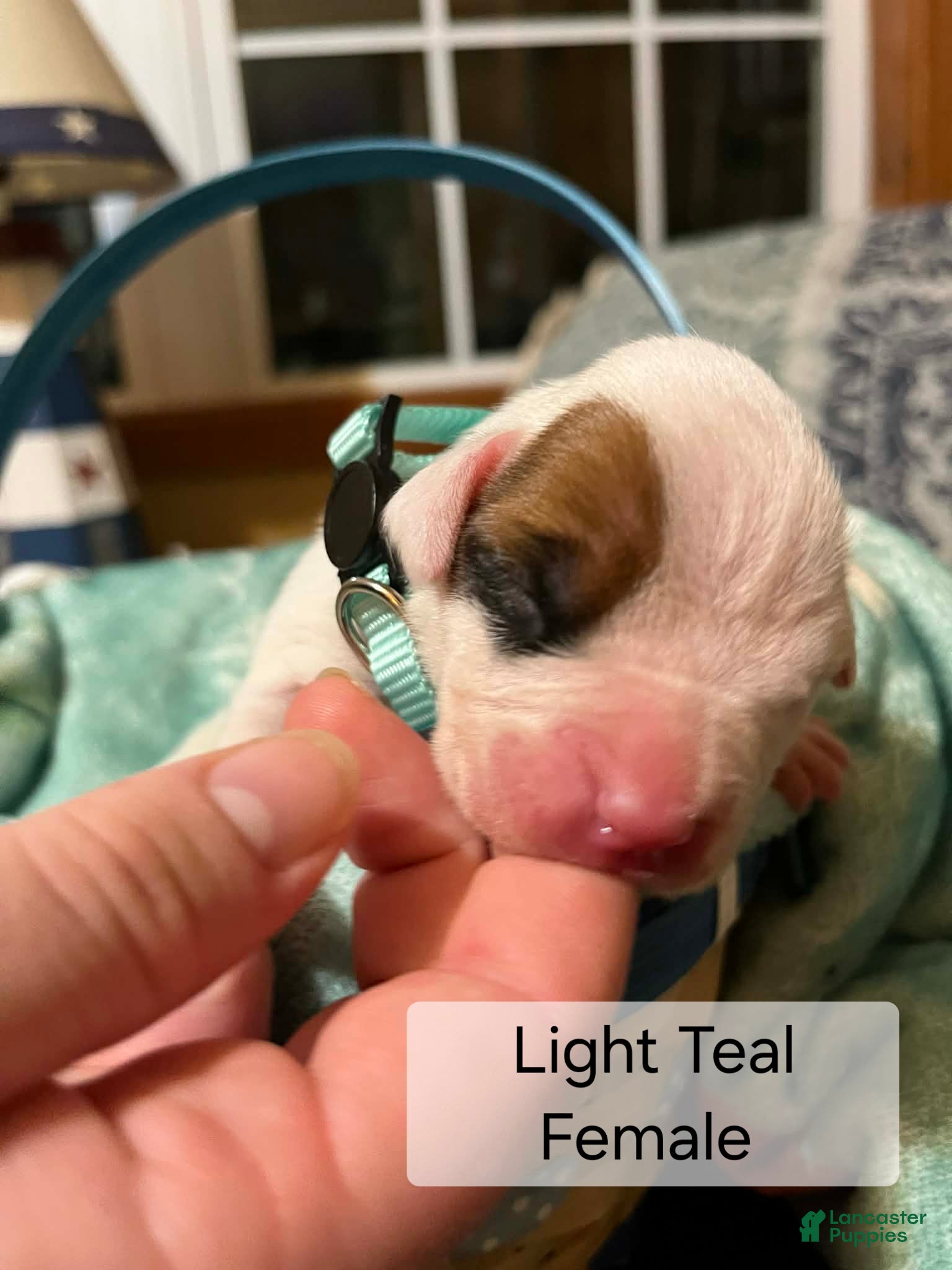 Boxer dogs Light Teal Female - Ad 13