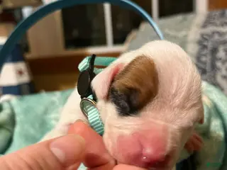 Boxer dogs Light Teal Female - Ad 10