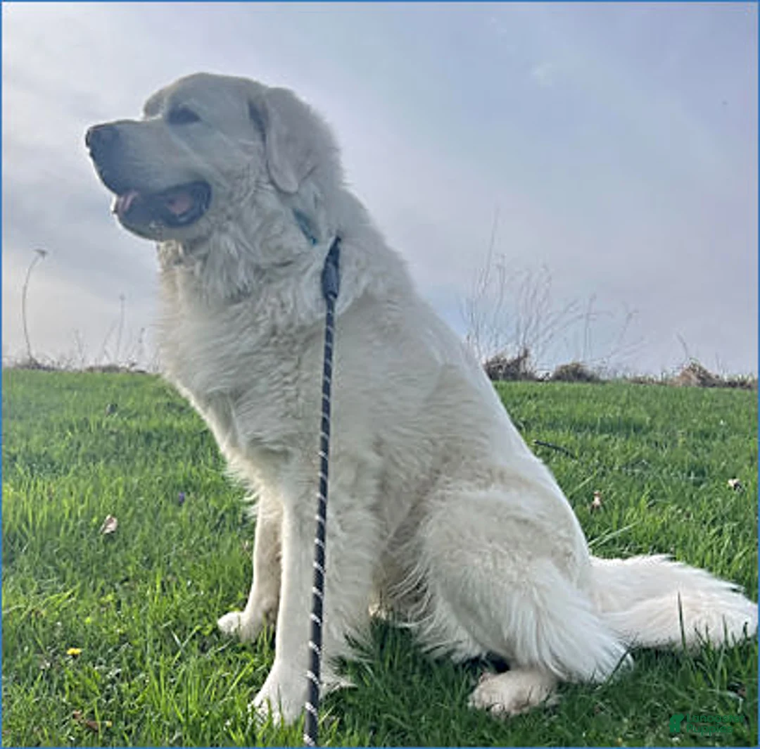 Great Pyrenees dogs for sale: Samson - Ad 4