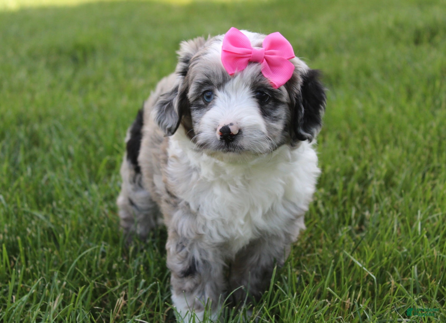 Mini Aussiedoodle dogs for sale: Jenna 🎀 - Ad 5