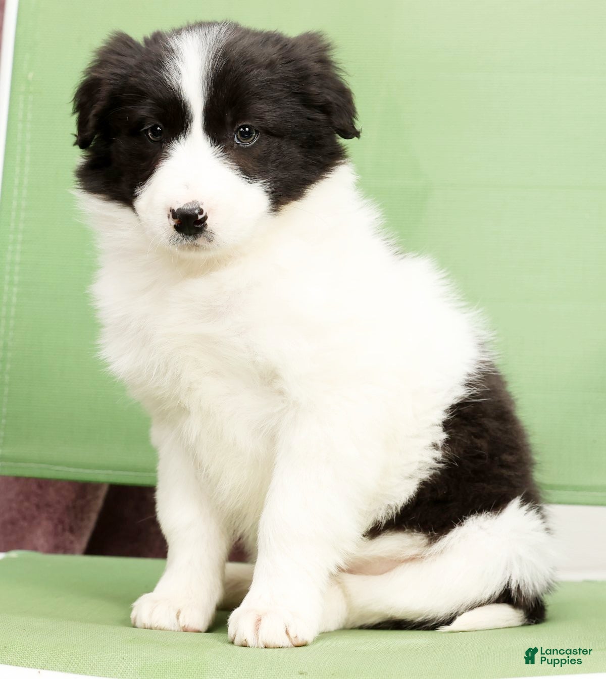 Border Collie dogs Daisy - Ad 1