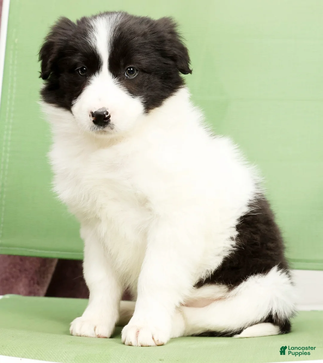 Border Collie dogs for sale: Daisy - Ad 1