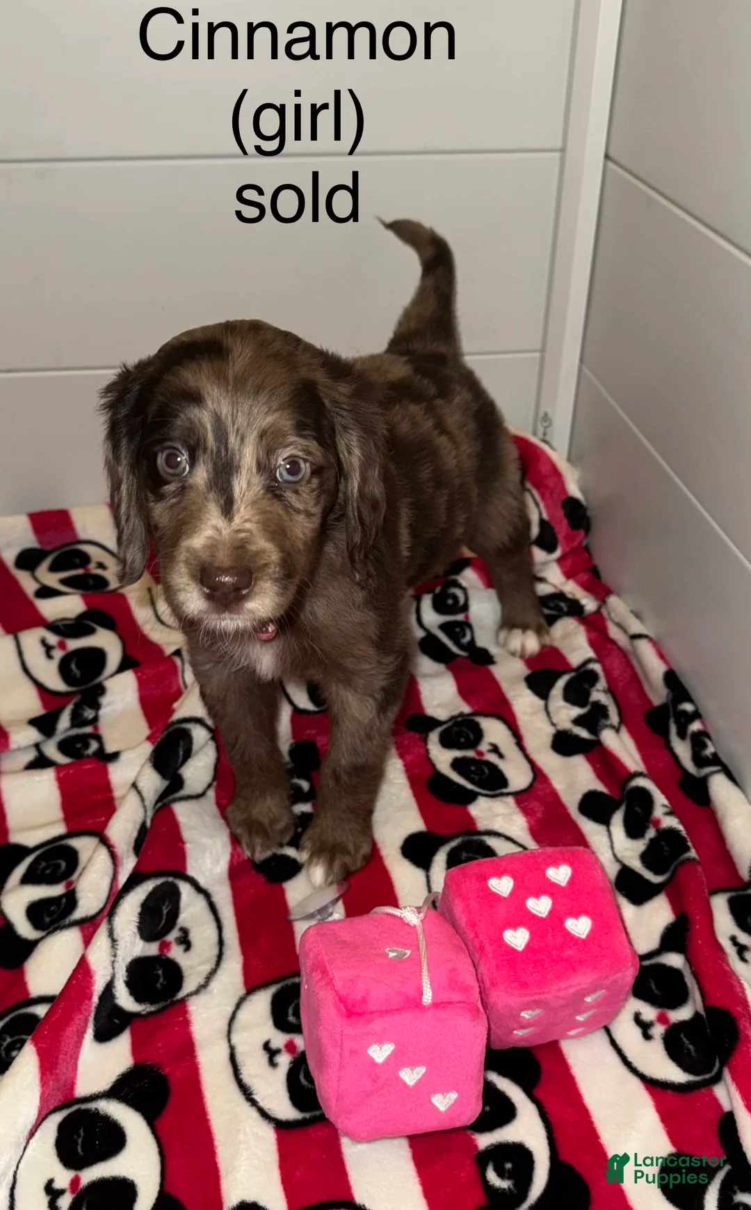 Mixed Breed dogs for sale: Mixed Breed Puppy 1 - Ad 6