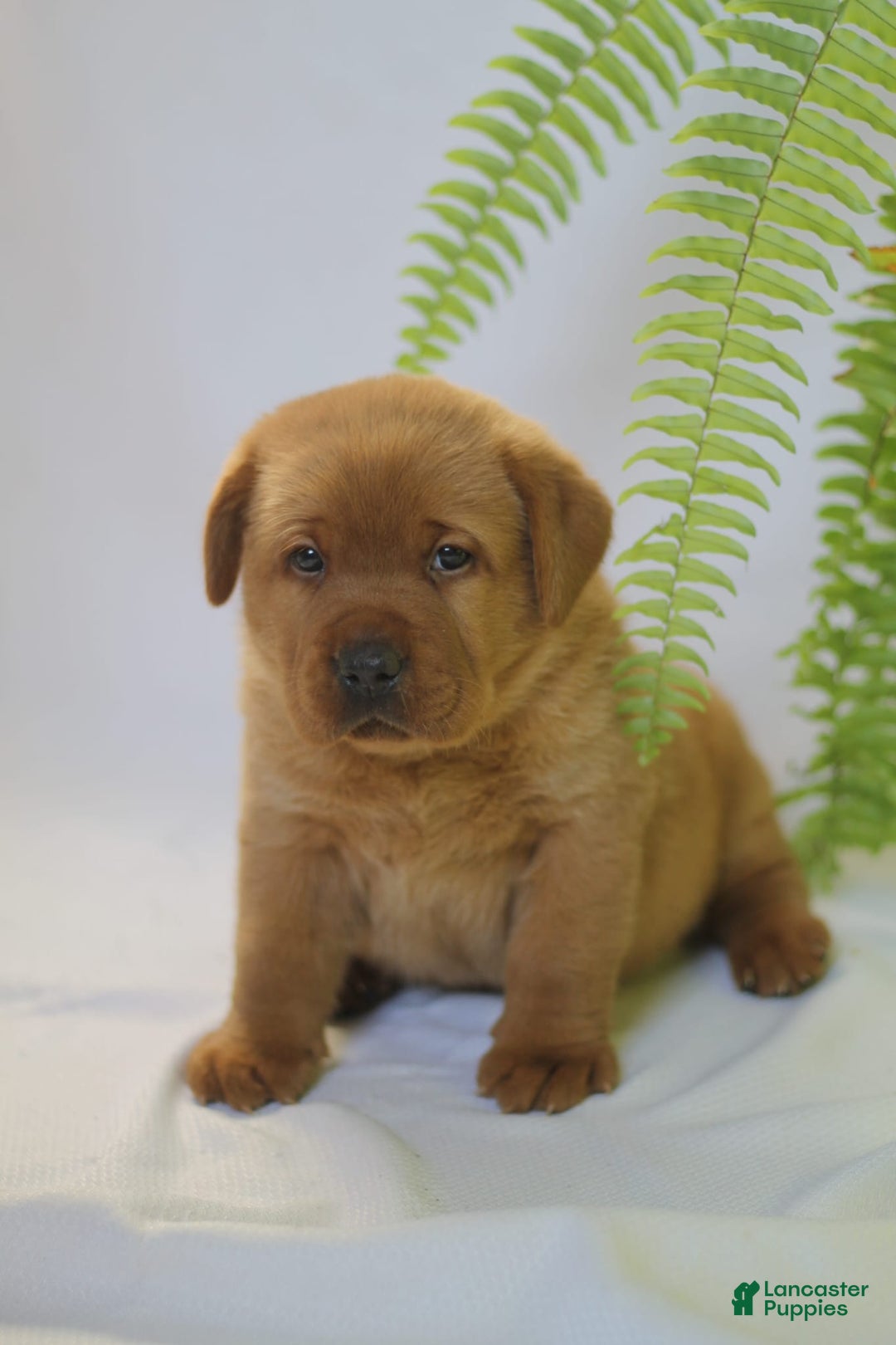 Labrador Retriever dogs for sale: Ted - Ad 3