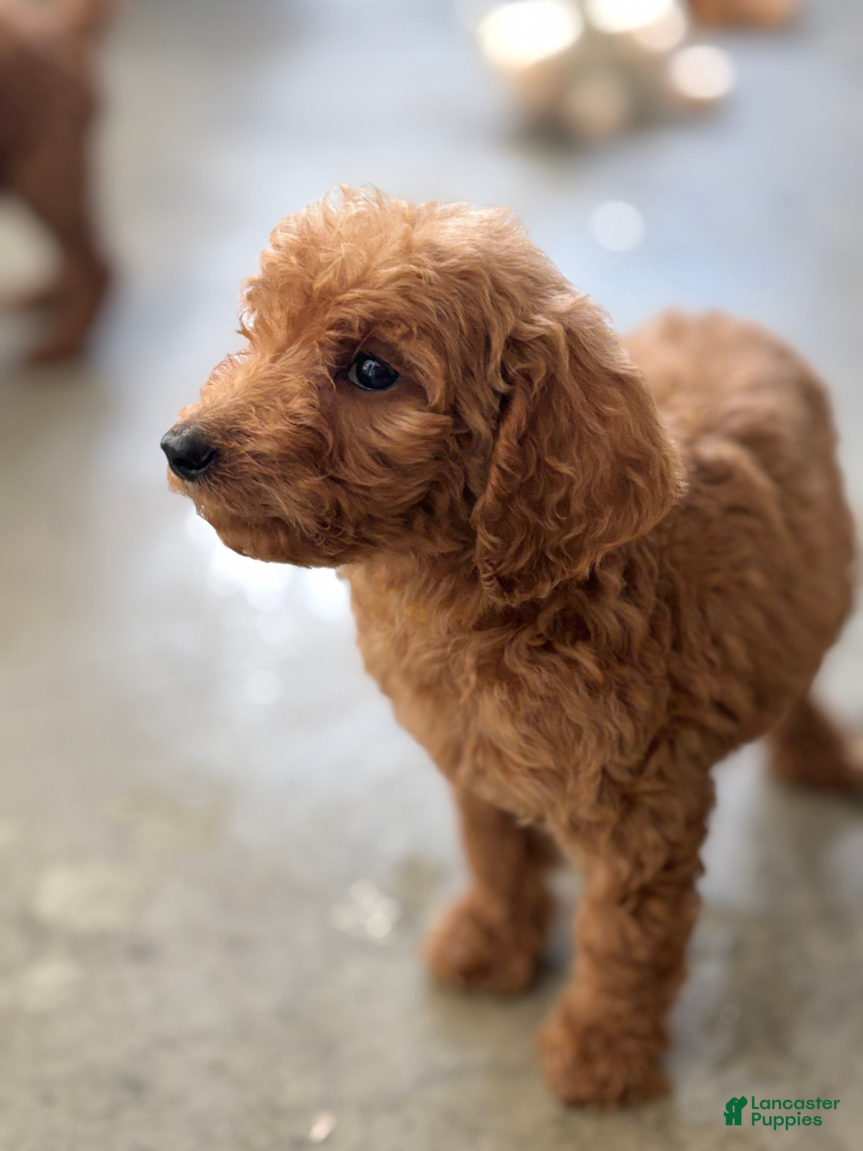 Standard Poodle dogs Coco - Ad 1