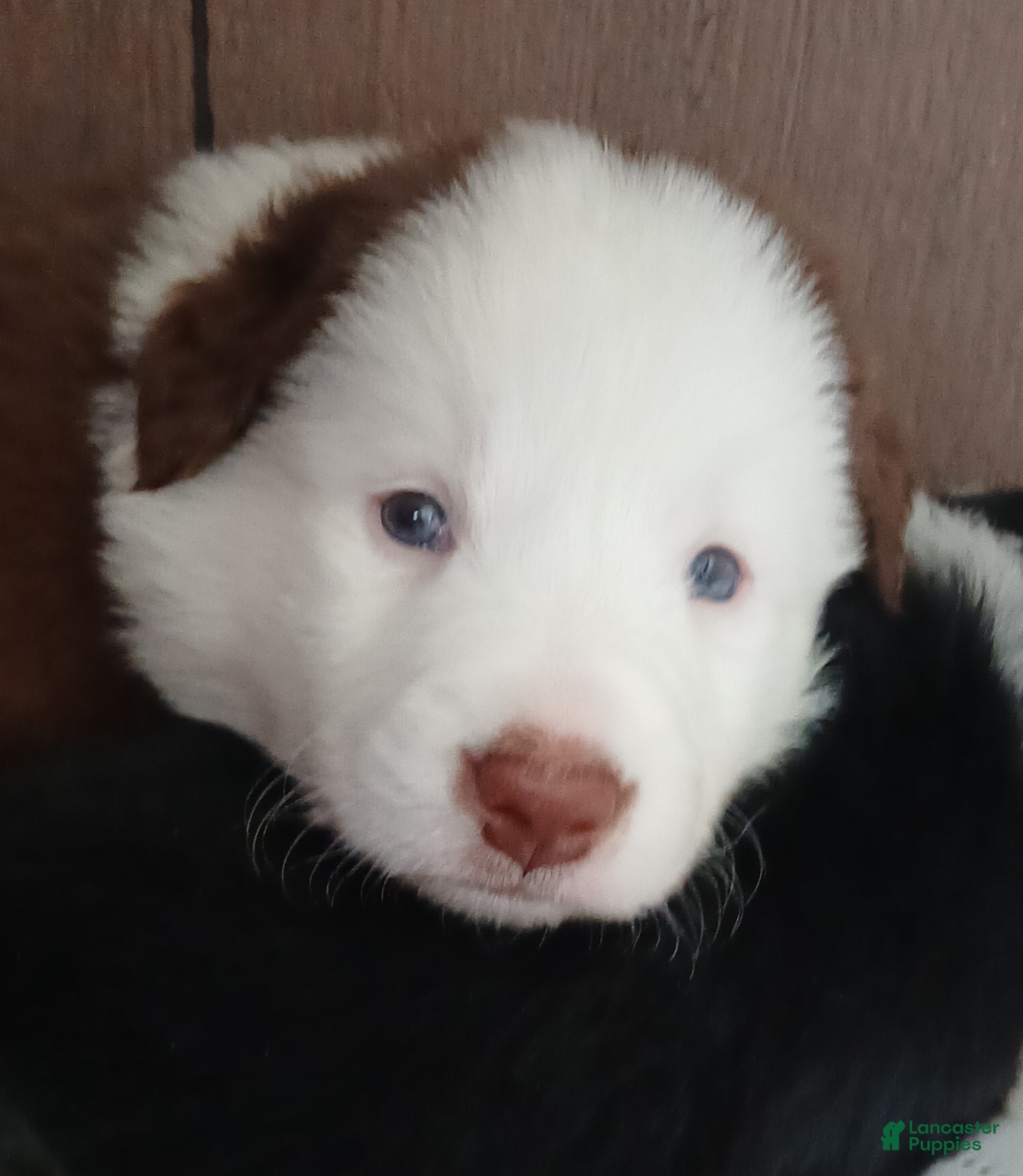 Mixed Breed dogs  Border Collie Blend - Ad 15