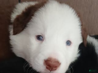 Mixed Breed dogs Border Collie Blend - Ad 34