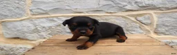 Rottweiler dogs for sale: Bell - Ad 3