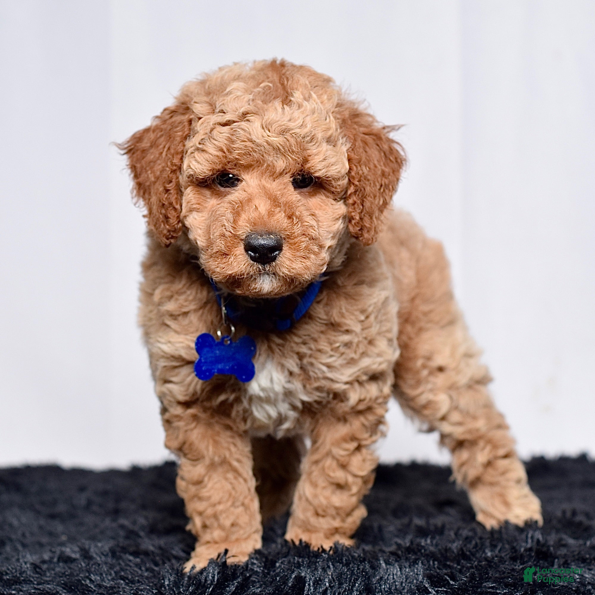 Mini Goldendoodle dogs Mr. Max - Ad 2