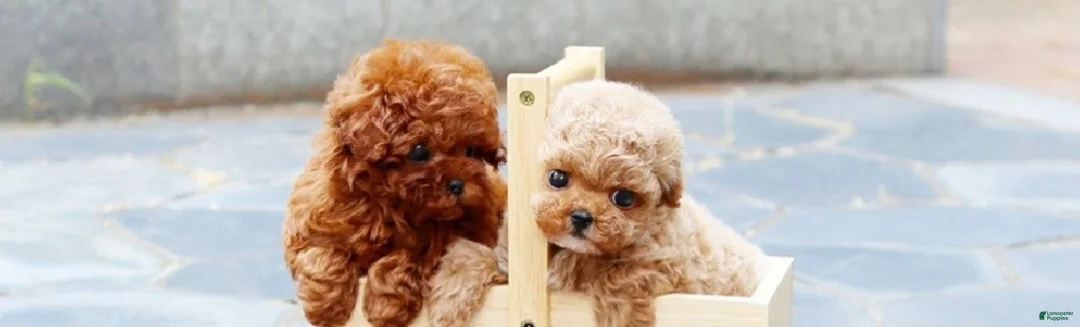Toy Poodle dogs for sale: Toy Poodle 1 - Ad 1