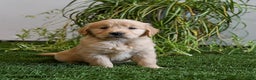 Golden Retriever dogs for sale: Marshmallow - Ad 1