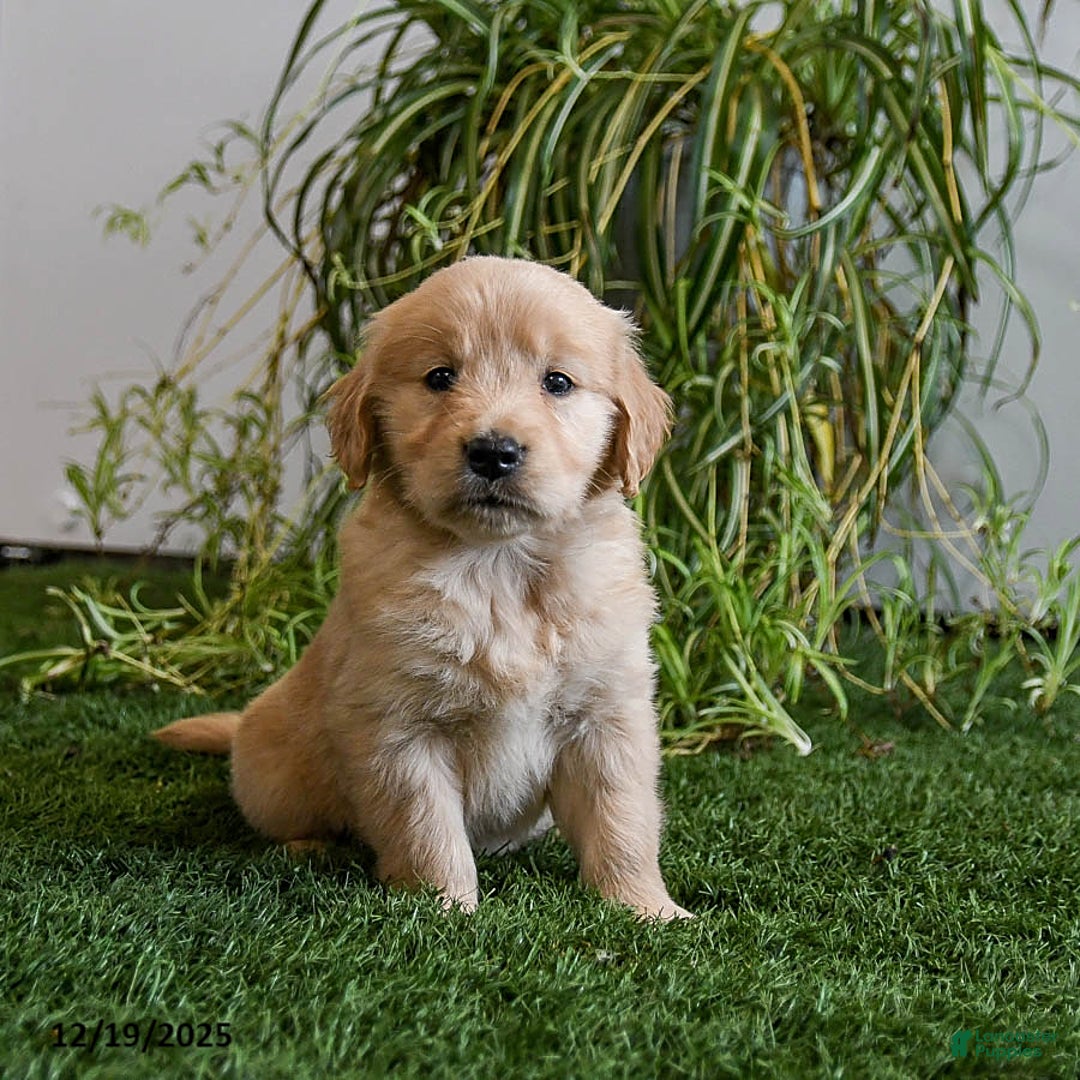 Golden Retriever dogs for sale: Marshmallow - Ad 1