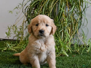 Golden Retriever dogs Marshmallow - Ad 39