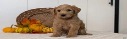 Schnoodle dogs for sale: Rosy - Ad 5