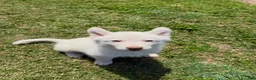 Siberian Husky dogs for sale: Siberian Husky Puppy 3 - Ad 1
