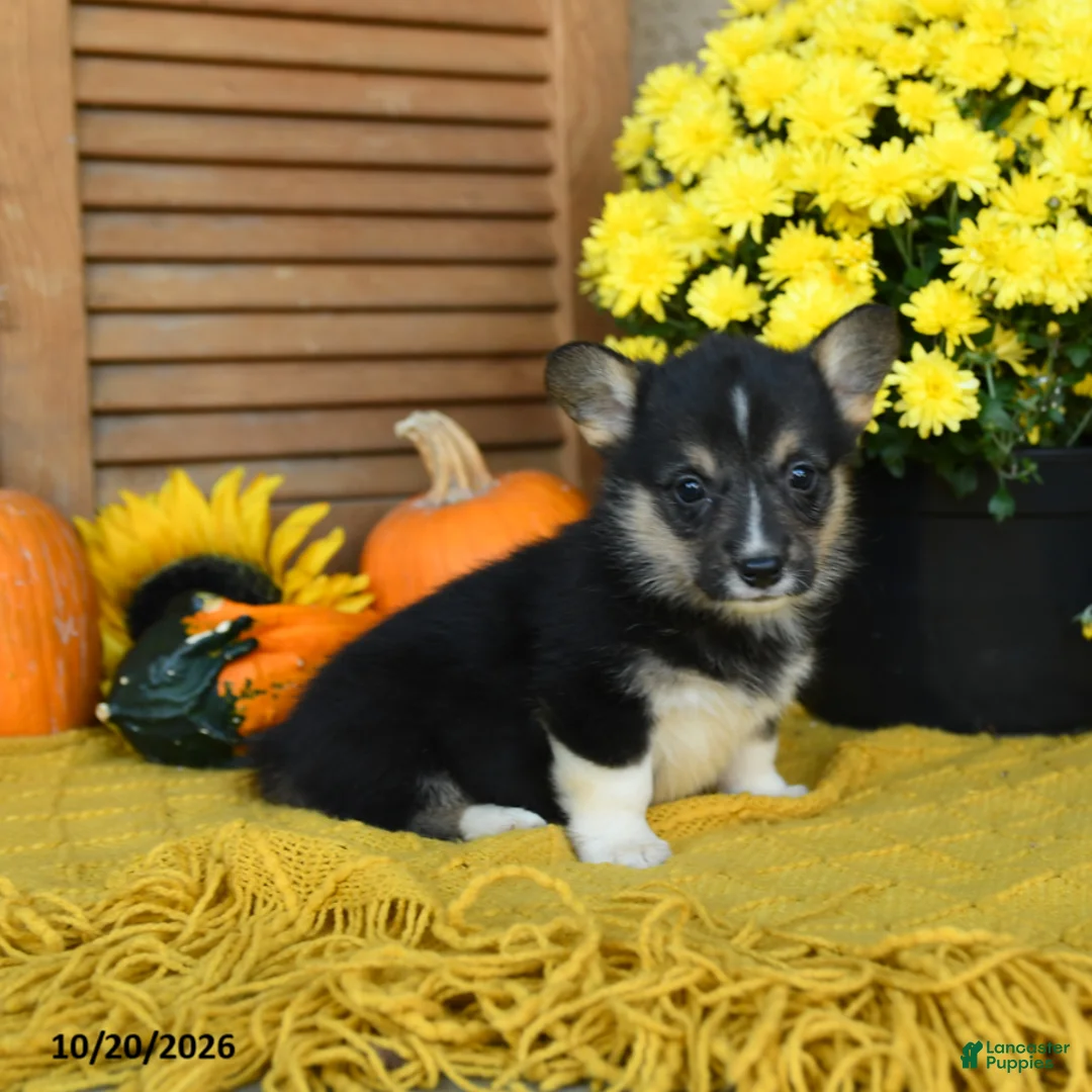 Welsh Corgi Pembroke dogs for sale: Delilah - Ad 2