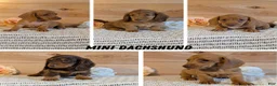 Miniature Dachshund dogs for sale: Hudson - Ad 11