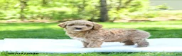 Mini Goldendoodle dogs for sale: Patches - Ad 4