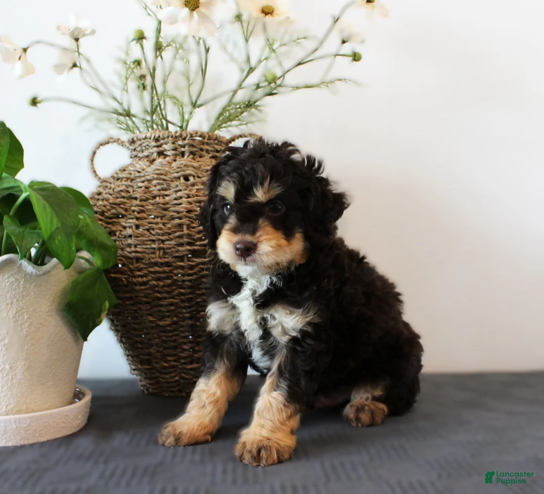 Mini Goldendoodle dogs for sale: Hank - Ad 2