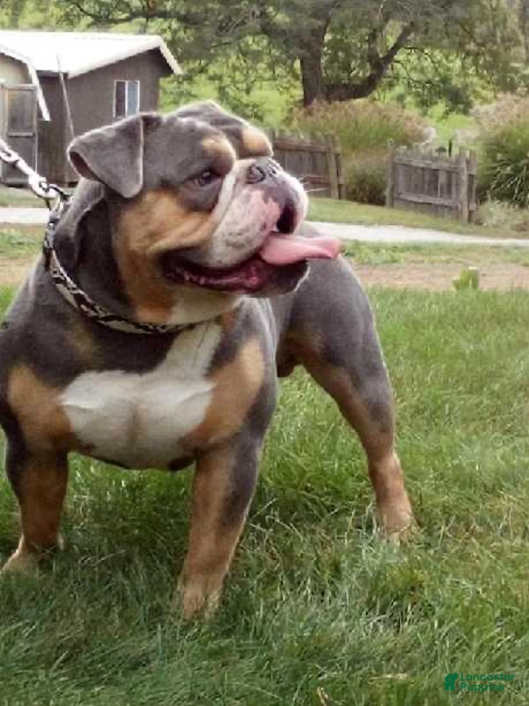 English Bulldog dogs for sale: Millie - Ad 8