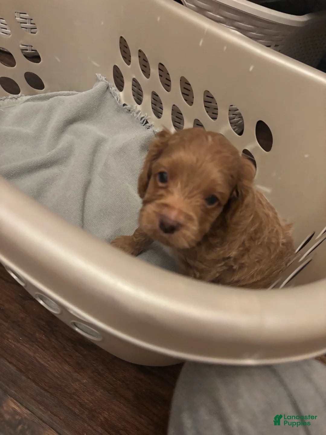 Cockapoo dogs for sale: Gideon  - Ad 3