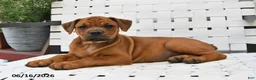 Mixed Breed dogs for sale: Mindy - Ad 4