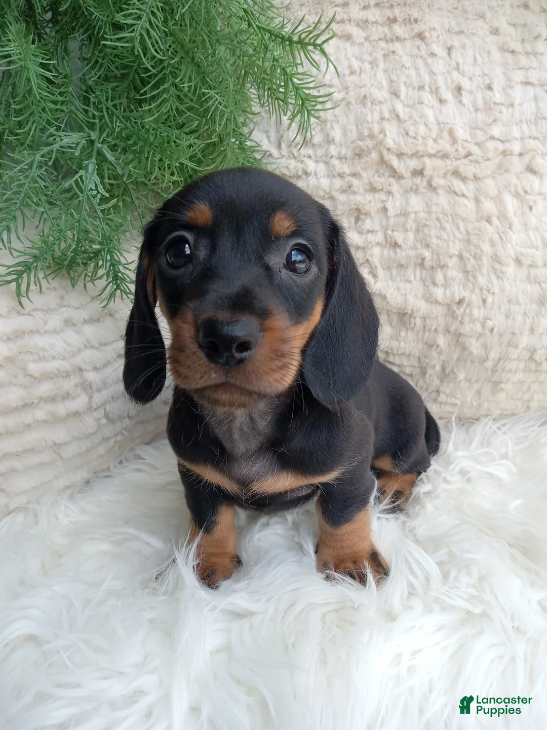 Dachshund dogs for sale: Rocky  - Ad 4